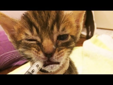 Weaning Orphan Kittens onto Solid Food | fostering the comet litter
