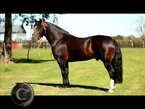 Cabanha Cala Bassa stands out in the Morphological and Functional Rankings.