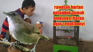 Download lagu Cara merawat pelanduk semak ombyokan agar rajin bunyi mp3