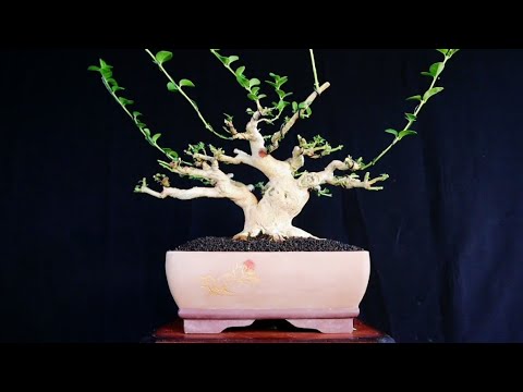 STAGES OF FORMATION OF BRANCHES, BRANCHES TO TWINS (SANCANG/PREMNA MICROPYLLA)