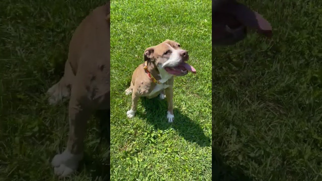Enlarge Kimber, a Adoptable mixed breed in Plain City, OH video 3/6