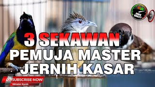 Download lagu KOMPILASI MASTERAN BURUNG CUNGKOK VS GEREJA GACOR VS KAPAS TEMBAK GACOR UNTUK PEMUJA SUARA KASAR mp3 Download lagu KOMPILASI MASTERAN BURUNG CUNGKOK VS GEREJA GACOR VS KAPAS TEMBAK GACOR UNTUK PEMUJA SUARA KASAR mp3