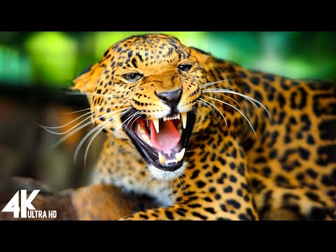 Wild Animals 4K - Relaxing Music With Video About African Wildlife