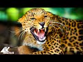 Wild Animals 4K Relaxing Music With Video About African Wildlife
