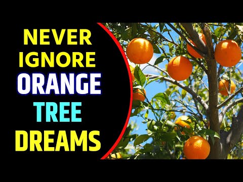Orange Tree in Dream Meaning | Orange Tree Dream Interpretation