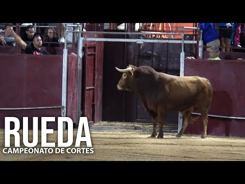Rueda 2024 Campeonato co Toros Bravos