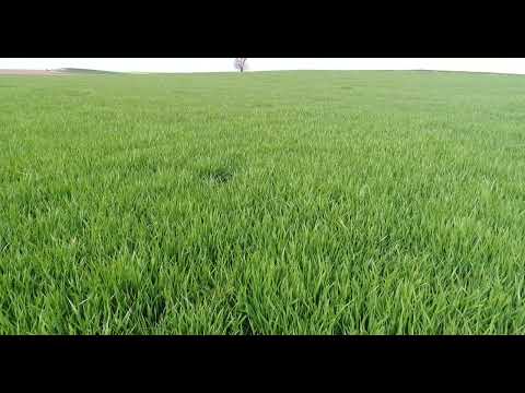 KWS OVNI Barley: Winter Crop Innovation & Resilience