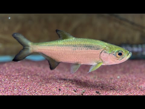 I started keeping some incredible fish.
