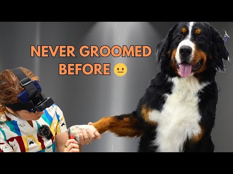 First-Ever Groom on a Nervous Bernese Mountain Dog (I Was Shocked)
