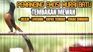 Download lagu PANCINGAN MURAI BATU NEMBAK CILILIN LOVEBIRD KAPAS TEMBAK SEKETIKA BIKIN NYAUT mp3 Download lagu PANCINGAN MURAI BATU NEMBAK CILILIN LOVEBIRD KAPAS TEMBAK SEKETIKA BIKIN NYAUT mp3