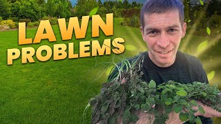 Control Common Spring Weeds in the Lawn