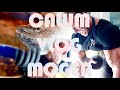 CALUM VLOG MOGER PT2 ft. BICEPS