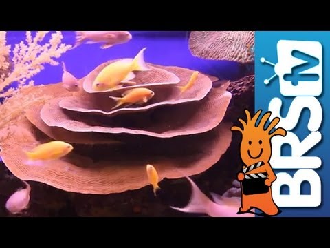 Selecting Fish for a New Reef Tank - EP 1: Fish and Corals