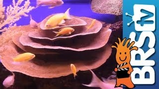 Selecting Fish for a New Reef Tank - EP 1: Fish and Corals