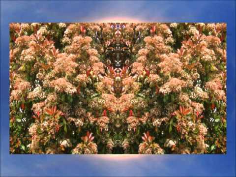 Le Blog de l'Optimiste