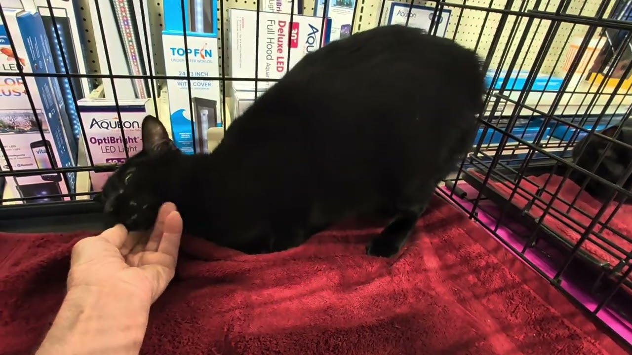 Enlarge Mama Luna, a Adoptable mixed breed in Fischer, TX video 5/5