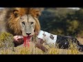 Lion Attack Man in Forest || Lion Attack Hunter || Lion Attack Stories Part-9