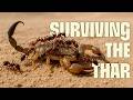 Surviving The Thar India S Great Desert FULL DOCUMENTARY Wild India UltimateNatureDocs