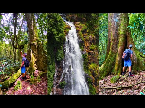 Awesome Adventure in Australian Sub-tropical Rainforest!