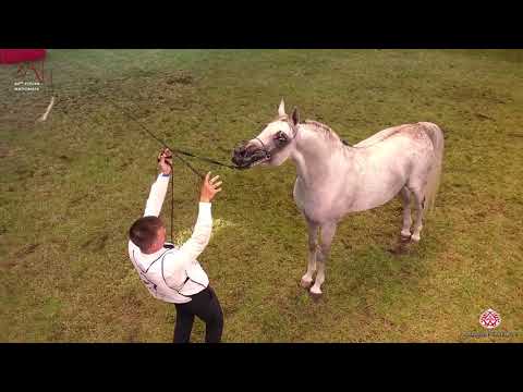 N 137 ZLOTY MEDAL   2020 PRIDE OF POLAND   42nd Arabian Horse National Show   7 Years Old and Older