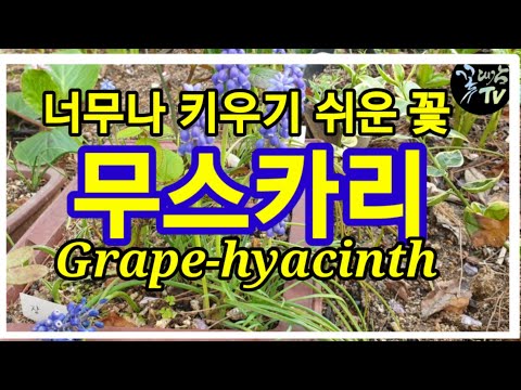 , title : '너무나 키우기 쉬운 꽃, 무스카리.Grape-hyacinth'