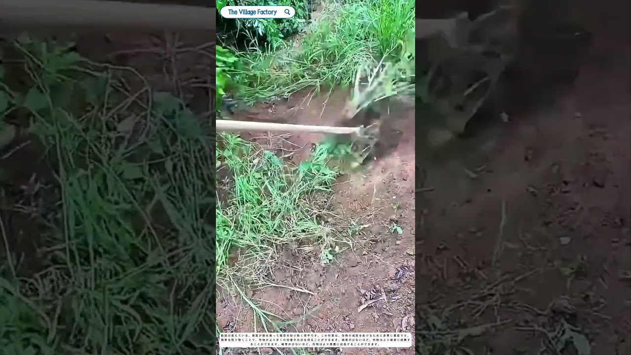 土を耕す技術：農家の知恵が実を結ぶ