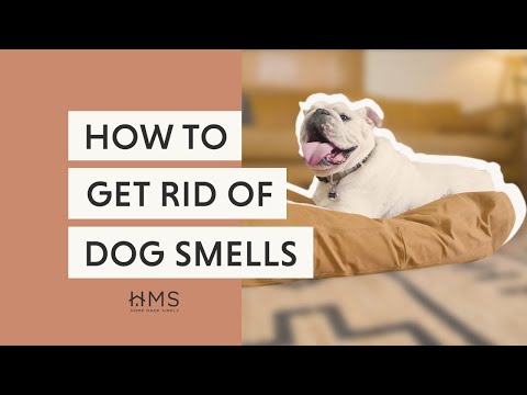 does vinegar kill dog smell