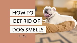 HOW TO GET RID OF DOG SMELLS