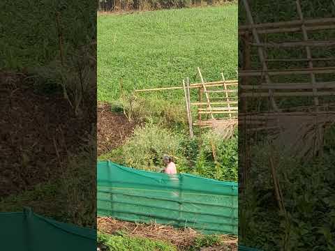 Village of Bhaichung Bhutia, the Tinkitam Express