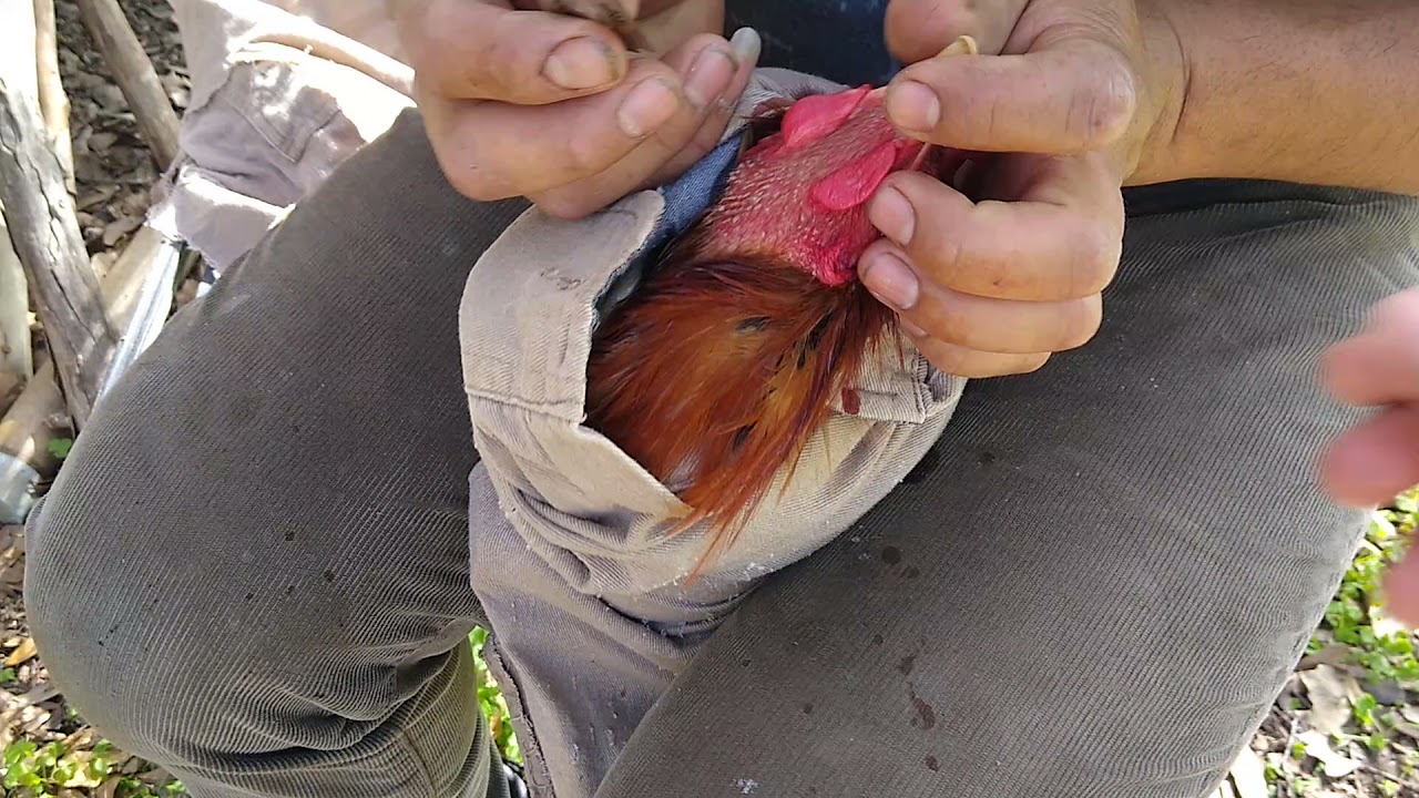 cómo cortar una cresta de un gallo 🐓🐔