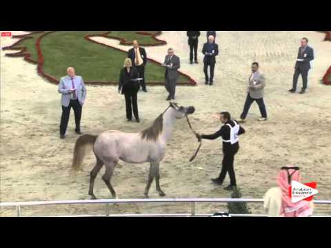 N.85 SQ RAKAN - Sharjah 2016 - 2 Years old Colts (Class 5)