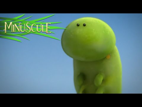 Minuscule – La chenille et le ruisseau / The Caterpillar and The Brook