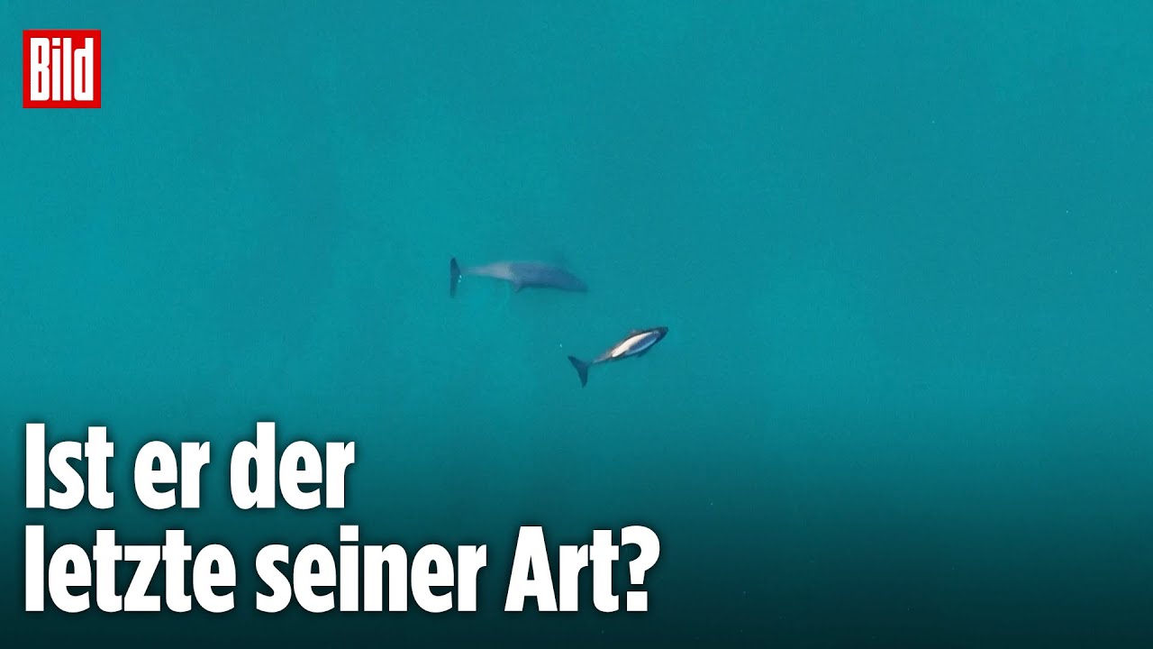 Er ist fast ausgestorben: DAS ist der kleinste Wal der Welt