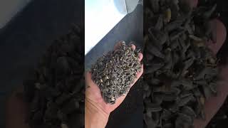 新しいAlistan Doppelsieb-Getreidereiniger DSC-10 / Double-sieve grain cleaner 穀物クリーナー | 画像 6 - Agroline