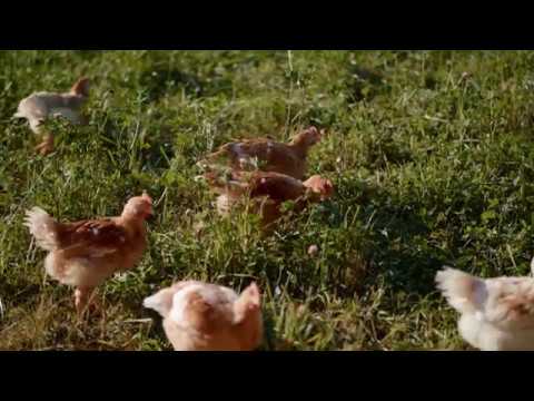 Hubers Landhendl - Hubers Biohendl in Dorf an der Pram