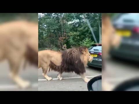 Huge Barbary Lion Walking On The Road #shorts