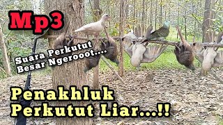 Download lagu MP3 SUARA PERKUTUT / MERBUK BESAR  NGEROT ‼️ mp3