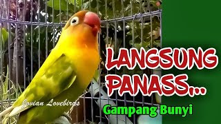 Download lagu LANGSUNG PANAS GAMPANG BUNYI, PANCINGAN SUARA LOVEBIRD INI MERANGSANG LABET APAPUN EMOSI NGEKEK mp3 Download lagu LANGSUNG PANAS GAMPANG BUNYI, PANCINGAN SUARA LOVEBIRD INI MERANGSANG LABET APAPUN EMOSI NGEKEK mp3