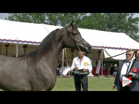 N.104 D ARGHAD - Ströhen 2016 B-Show - Yearling Colts (Class F)