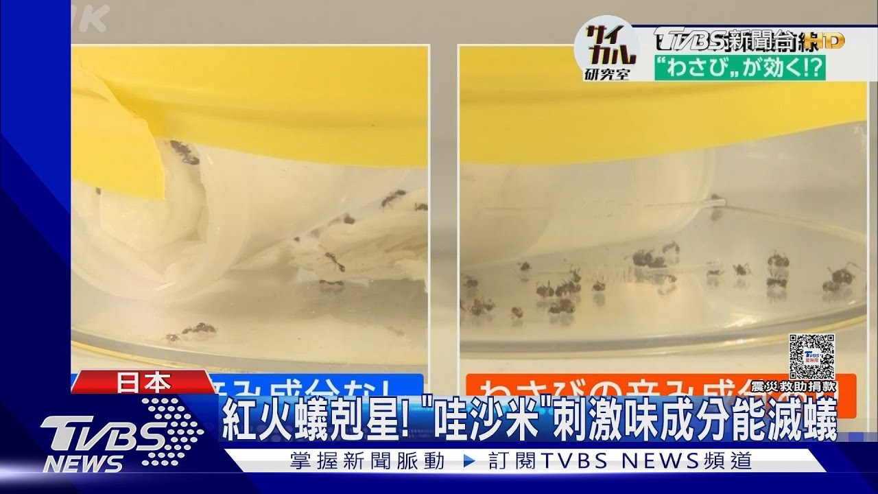 滅紅火蟻! 臺、日專家合作實驗「哇沙米」刺鼻成分有功效