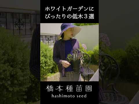 ジャスミンヘッジ冬 2022