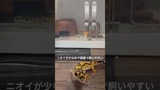 ペット初心者さんにこそ知ってほしいポイント”5選！次回は「飼う前の注意点」も正直にまとめます。気になる人は保存＆フォローしてね！#レオパ #レオパードゲッコー #ヒョウモントカゲモドキ #爬虫類