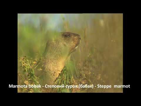 Svišť stepný (Marmota bobak) — pozorovanie na ukrajinskej stepi