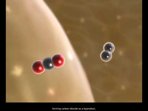 Acetyl CoA Formation