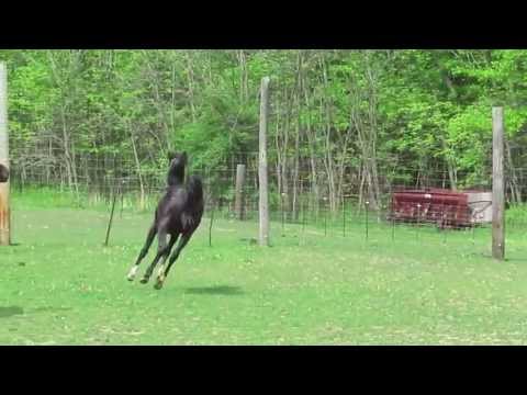 Al Farashah TPNF: For Sale