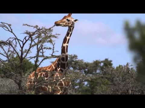 Giraffe Eating