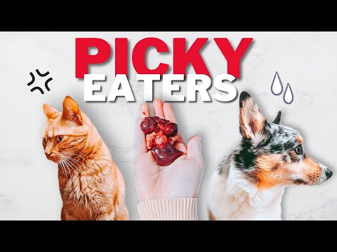 Is Your Raw Fed Pet A Picky Eater?