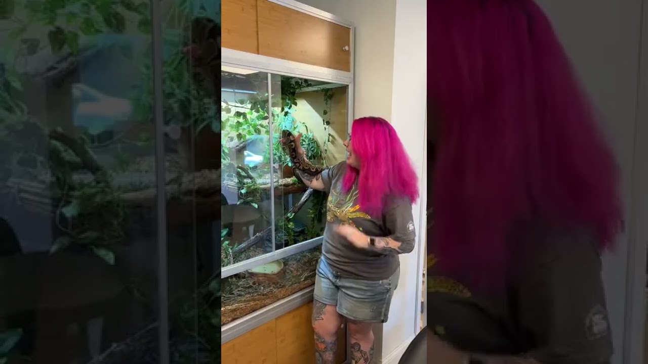 Our Ball Python’s New Enclosure - 1 Month Update! 🐍