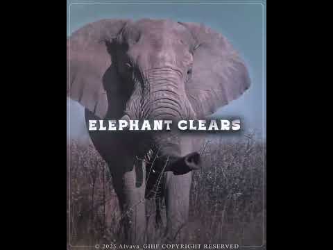 The African Elephant Vs Animals | WIS