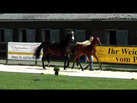 Sudweyher Fohlenschau 2016 - Kat.-Nr. 02